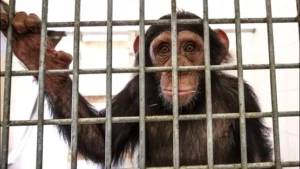 zoos prison for animals